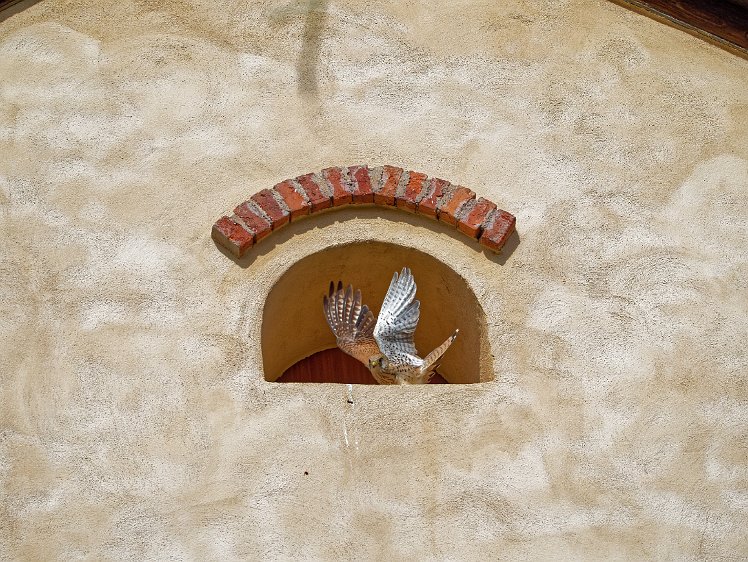 Kestel in the Vosges